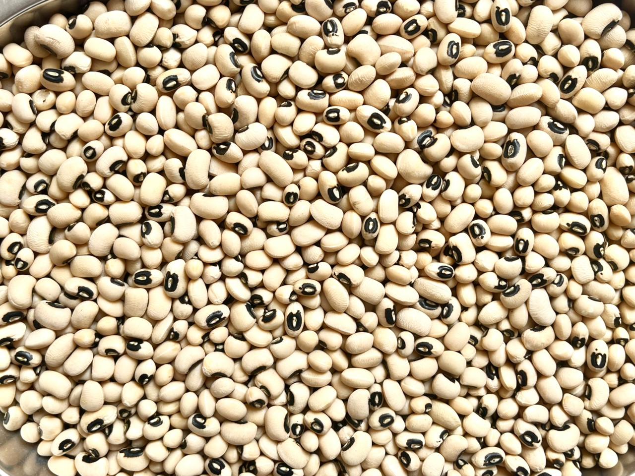 Frijol bocanegra - Imagen 2